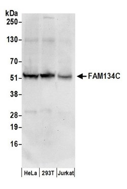 FAM134C Rabbit anti-Human, Polyclonal, Bethyl Laboratories 100 &mu;l; Unlabeled:Antibodies,