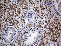FAM151B Mouse anti-Human, Clone: OTI1F5, lyophilized, TrueMAB 100 &mu;g;