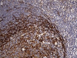 FAM151B Mouse anti-Human, Clone: OTI1F5, lyophilized, TrueMAB 100 &mu;g;