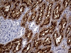 FAM151B Mouse anti-Human, Clone: OTI1F5, lyophilized, TrueMAB 100 &mu;g;