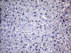 FAM151B Mouse anti-Human, Clone: OTI1F5, lyophilized, TrueMAB 100 &mu;g;