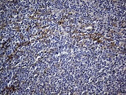 FAM151B Mouse anti-Human, Clone: OTI2B3, lyophilized, TrueMAB 100 &mu;g;