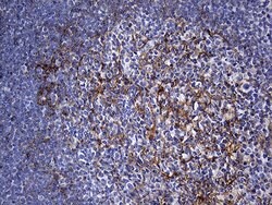 FAM151B Mouse anti-Human, Clone: OTI2B3, lyophilized, TrueMAB 100 &mu;g;