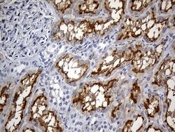 FAM151B Mouse anti-Human, Clone: OTI2B3, lyophilized, TrueMAB 100 &mu;g;