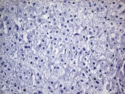 FAM151B Mouse anti-Human, Clone: OTI2B3, lyophilized, TrueMAB 100 &mu;g;
