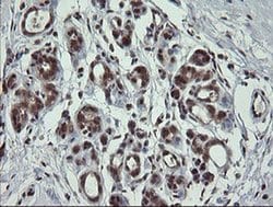 FAM164A Monoclonal Antibody (OTI4G2), TrueMAB , OriGene 100 &mu;L; Unconjugated:Antibodies,