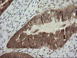 FAM164A Monoclonal Antibody (OTI4G2), TrueMAB , OriGene 100 &mu;L; Unconjugated:Antibodies,