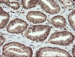 FAM164A Monoclonal Antibody (OTI4G2), TrueMAB , OriGene 100 &mu;L; Unconjugated:Antibodies,