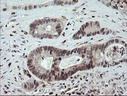 FAM164A Monoclonal Antibody (OTI4G2), TrueMAB , OriGene 100 &mu;L; Unconjugated:Antibodies,