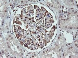 FAM164A Monoclonal Antibody (OTI4G2), TrueMAB , OriGene 100 &mu;L; Unconjugated:Antibodies,