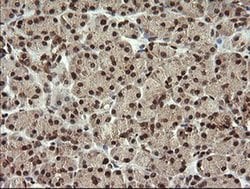 FAM164A Monoclonal Antibody (OTI4B5), TrueMAB , OriGene 100 &mu;L; Unconjugated:Antibodies,