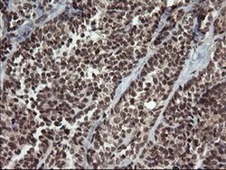 FAM164A Monoclonal Antibody (OTI4B5), TrueMAB , OriGene 100 &mu;L; Unconjugated:Antibodies,