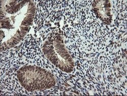 FAM164A Monoclonal Antibody (OTI4B5), TrueMAB , OriGene 100 &mu;L; Unconjugated:Antibodies,