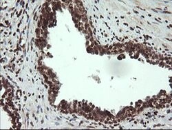 FAM164A Monoclonal Antibody (OTI4B5), TrueMAB , OriGene 100 &mu;L; Unconjugated:Antibodies,