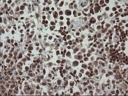 FAM164A Monoclonal Antibody (OTI4B5), TrueMAB , OriGene:Antibodies:Primary