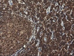FAM164A Monoclonal Antibody (OTI4B5), TrueMAB , OriGene:Antibodies:Primary