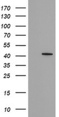FAM164A Monoclonal Antibody (OTI4H3), TrueMAB , OriGene:Antibodies:Primary