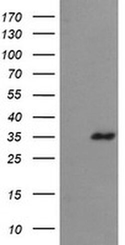 FAM164A Monoclonal Antibody (OTI4G2), TrueMAB , OriGene 100 &mu;L; Unconjugated:Antibodies,