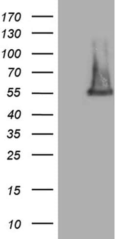 FAM170A Monoclonal Antibody (OTI6E4), TrueMAB , OriGene 30 &mu;L; Unconjugated:Antibodies,