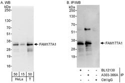 FAM177A1 Rabbit anti-Human, Polyclonal, Bethyl Laboratories 100 &mu;L;