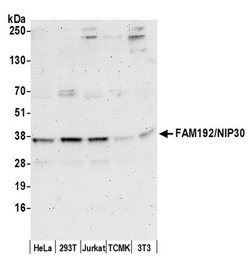 FAM192A/NIP30 Polyclonal Antibody, Bethyl Laboratories:Antibodies:Primary