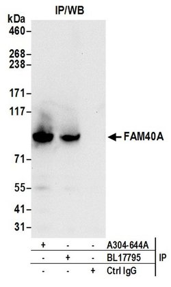 FAM40A Rabbit anti-Human, Mouse, Polyclonal, Bethyl Laboratories 100 &mu;L;