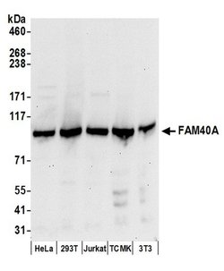 FAM40A Rabbit anti-Human, Mouse, Polyclonal, Bethyl Laboratories 100 &mu;L;