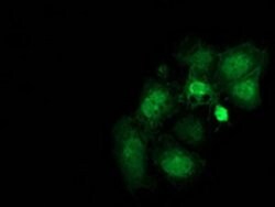 FAM40A Mouse anti-Canine, Human, Rat, Clone: OTI7G7, lyophilized, TrueMAB