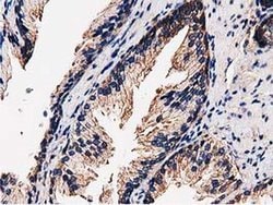 FAM40A Monoclonal Antibody (OTI7B8), TrueMAB , OriGene 100 &mu;L; Unconjugated:Antibodies,