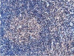 FAM40A Monoclonal Antibody (OTI7B8), TrueMAB , OriGene 100 &mu;L; Unconjugated:Antibodies,