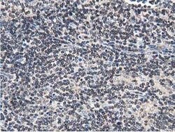 FAM40A Monoclonal Antibody (OTI7B8), TrueMAB , OriGene 100 &mu;L; Unconjugated:Antibodies,
