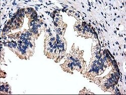 FAM40A Mouse anti-Canine, Human, Rat, Clone: OTI7G7, lyophilized, TrueMAB