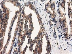 FAM40A Mouse anti-Canine, Human, Rat, Clone: OTI7G7, lyophilized, TrueMAB