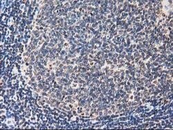 FAM40A Mouse anti-Canine, Human, Rat, Clone: OTI7G7, lyophilized, TrueMAB
