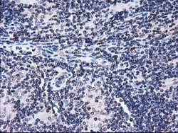 FAM40A Mouse anti-Canine, Human, Rat, Clone: OTI7G7, lyophilized, TrueMAB