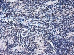 FAM40A Monoclonal Antibody (OTI7G7), TrueMAB , OriGene 30 &mu;L; Unconjugated:Antibodies,