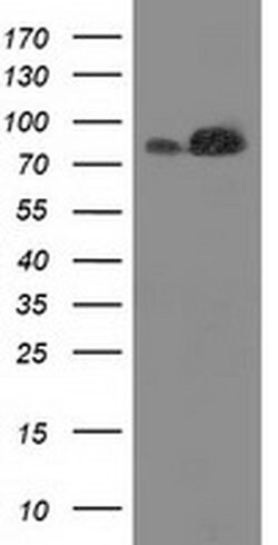 FAM40A Monoclonal Antibody (OTI7B8), TrueMAB , OriGene 100 &mu;L; Unconjugated:Antibodies,
