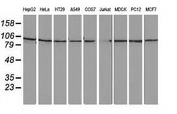 FAM40A Monoclonal Antibody (OTI7B8), TrueMAB , OriGene 100 &mu;L; Unconjugated:Antibodies,
