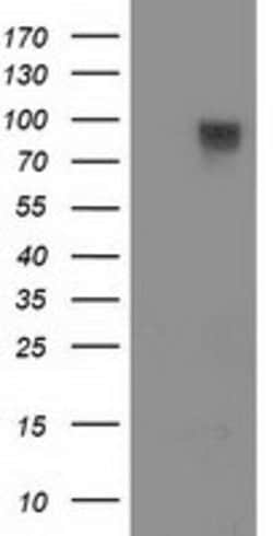 FAM40A Mouse anti-Canine, Human, Rat, Clone: OTI7G7, lyophilized, TrueMAB