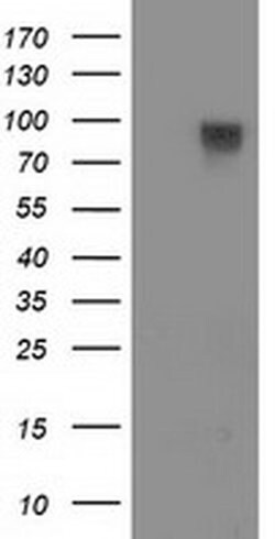 FAM40A Monoclonal Antibody (OTI7G7), TrueMAB , OriGene 30 &mu;L; Unconjugated:Antibodies,