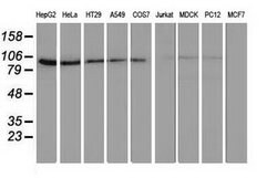 FAM40A Mouse anti-Canine, Human, Rat, Clone: OTI7G7, lyophilized, TrueMAB