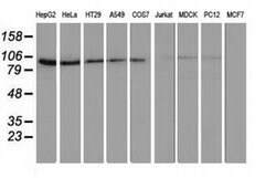 FAM40A Monoclonal Antibody (OTI7G7), TrueMAB , OriGene:Antibodies:Primary