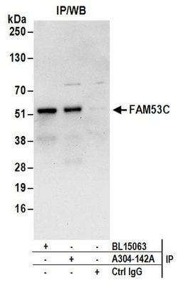 FAM53C Rabbit anti-Human, Polyclonal, Bethyl Laboratories 100 &mu;L; Unconjugated:Antibodies,