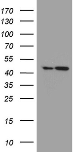 FAM54A Monoclonal Antibody (OTI2G8), TrueMAB , OriGene 30 &mu;L; Unconjugated:Antibodies,