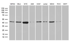 FAM54A Monoclonal Antibody (OTI2G8), TrueMAB , OriGene 30 &mu;L; Unconjugated:Antibodies,
