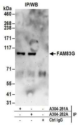 FAM83G Rabbit anti-Human, Polyclonal, Bethyl Laboratories 10 &mu;L; Unconjugated:Antibodies,