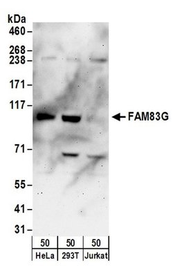 FAM83G Rabbit anti-Human, Polyclonal, Bethyl Laboratories 10 &mu;L; Unconjugated:Antibodies,