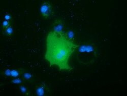 FAM84B Mouse anti-Human, Clone: OTI10F2, lyophilized, TrueMAB 100 &mu;g;