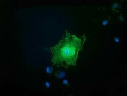 FAM84B Mouse anti-Human, Clone: OTI5B5, lyophilized, TrueMAB 100 &mu;g;