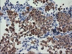 FAM84B Mouse anti-Human, Clone: OTI4A4, TrueMAB , Origene 30 &mu;L; Unconjugated:Antibodies,